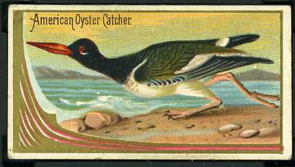 3 American Oyster Catcher
